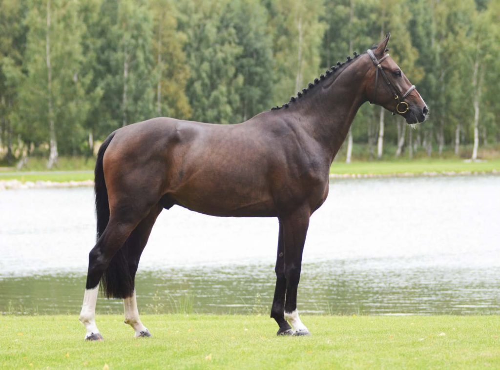 High Five DK Z – Swedish Select Horse Sales
